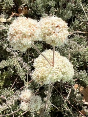 Eriogonum fasciculatum