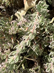 Eriogonum fasciculatum