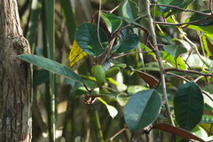 Chrysophyllum oliviforme