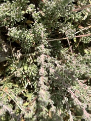 Eriogonum fasciculatum