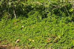 Arachis pintoi