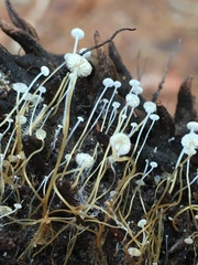 Strobilurus conigenoides