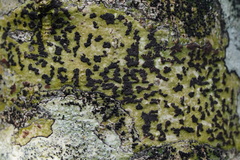 Bathelium carolinianum