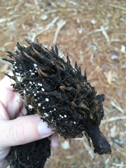 Strobilurus conigenoides