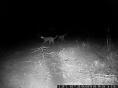 Leptailurus serval constantina