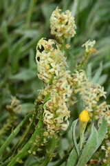 Stackhousia subterranea