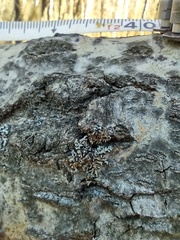 Phaeophyscia pusilloides