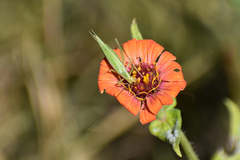 Oecanthus