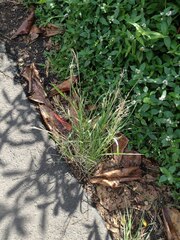 Eragrostis tenuifolia