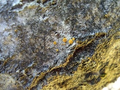 Athallia pyracea