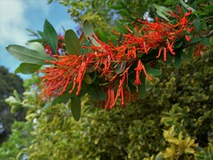 Embothrium coccineum