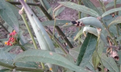 Oncopeltus unifasciatellus