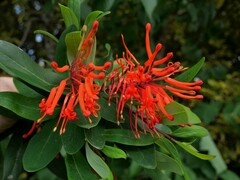 Embothrium coccineum