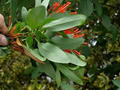Embothrium coccineum