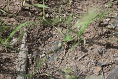 Myrmecia
