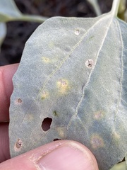 Puccinia enceliae