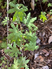 Lygodium palmatum