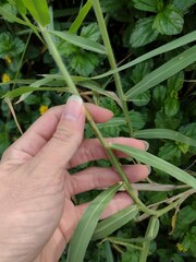Urochloa mutica