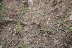 Myrmecia