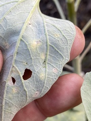 Puccinia enceliae