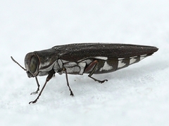 Agrilus quadriguttatus