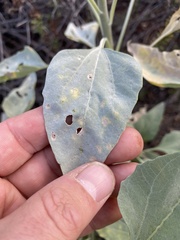 Puccinia enceliae