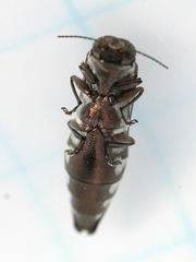 Agrilus quadriguttatus