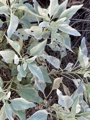 Puccinia enceliae