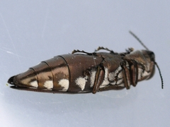 Agrilus quadriguttatus