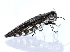 Agrilus quadriguttatus