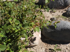 Acalypha californica