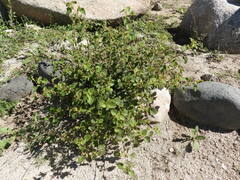 Acalypha californica