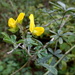 Crotalaria grahamiana - Photo (c) Romer Rabarijaona, algunos derechos reservados (CC BY-NC), uploaded by Romer Rabarijaona