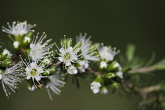 Kunzea leptospermoides