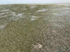 Zostera noltei