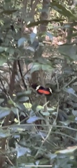 Heliconius clysonymus