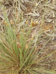 Eleocharis geniculata