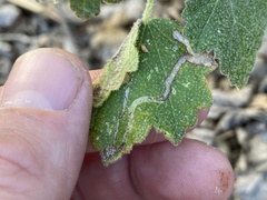 Astrotischeria omissa