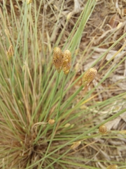 Eleocharis geniculata