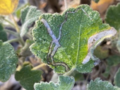 Astrotischeria omissa