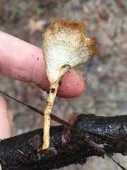 Microporellus obovatus