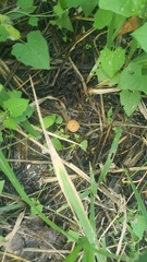 Tubaria furfuracea