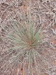 Eleocharis geniculata
