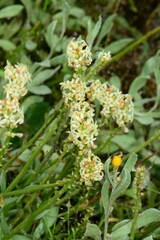 Stackhousia subterranea