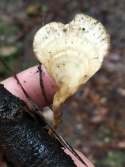 Microporellus obovatus