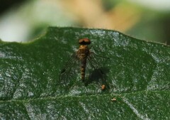 Chrysopilus