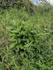 Pluchea carolinensis