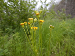 Packera schweinitziana