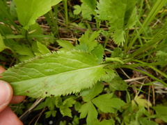 Packera schweinitziana