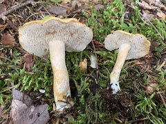 Hydnum canadense